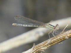 Argia nahuana