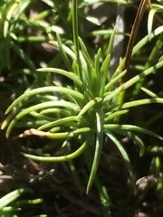 Scleranthus biflorus
