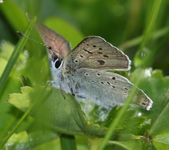 Lycaena tityrus subalpina