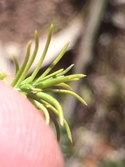 Scleranthus biflorus