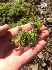 Scleranthus biflorus