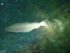 Pollachius pollachius