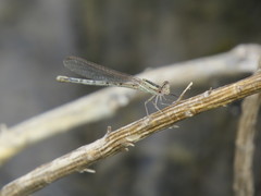 Argia nahuana