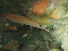 Ctenolabrus rupestris