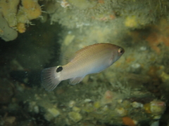 Ctenolabrus rupestris