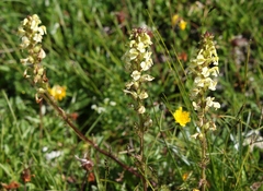 Pedicularis elongata