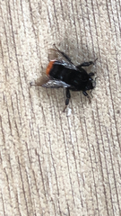 Bombus lapidarius