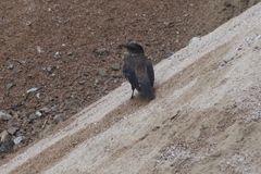 Cinclodes taczanowskii