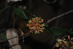 Smilax australis