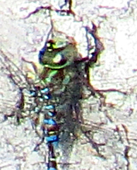 Aeshna canadensis