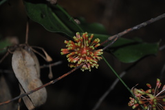 Smilax australis