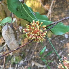 Smilax australis
