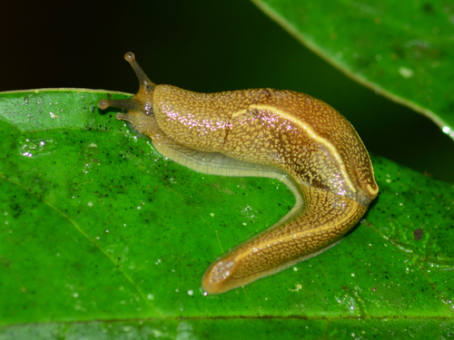 Mariaella dussumieri L.Pfeiffer, 1855