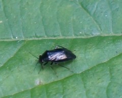 Slaterocoris