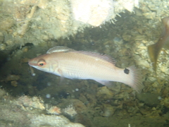Anilocra frontalis