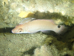 Anilocra frontalis