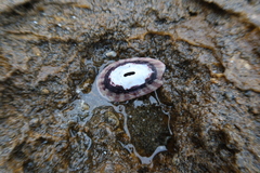 Fissurella limbata