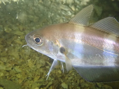 Trisopterus luscus