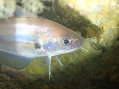 Trisopterus luscus