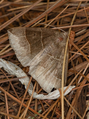 Parallelia bistriaris