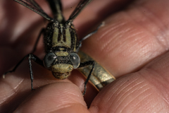 Arigomphus cornutus