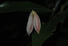 Neolitsea dealbata