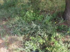 Pinus halepensis