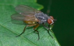Pegomya rufina