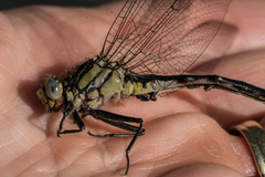 Arigomphus cornutus