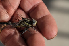 Arigomphus cornutus