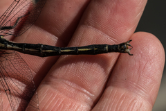 Arigomphus cornutus