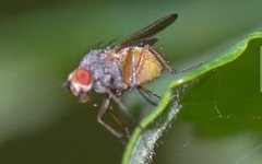 Pegomya rufina