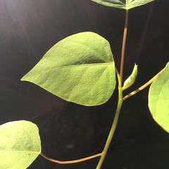 Homalanthus populifolius