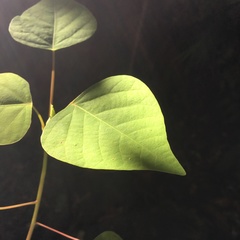 Homalanthus populifolius