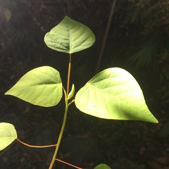 Homalanthus populifolius