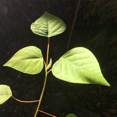 Homalanthus populifolius