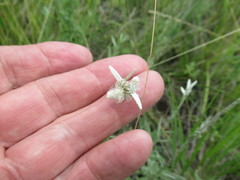 Leontopodium leontopodioides