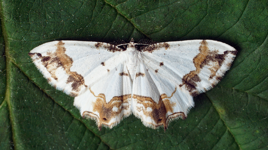 Eversmannia