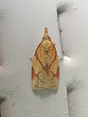 Cenopis reticulatana