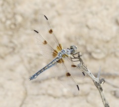 Libellula composita
