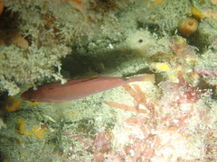 Ctenolabrus rupestris