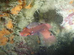 Anilocra frontalis