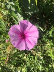 Ipomoea sagittata