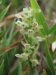 Platanthera brevicalcarata