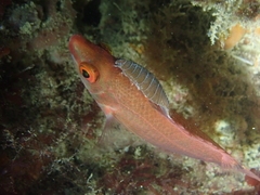 Anilocra frontalis