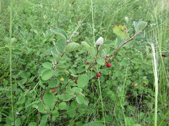 Cotoneaster uniflorus