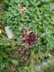 Allium