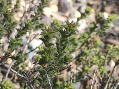 Pultenaea procumbens