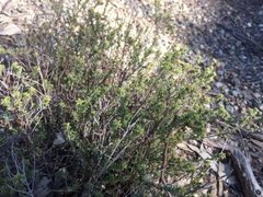 Pultenaea procumbens