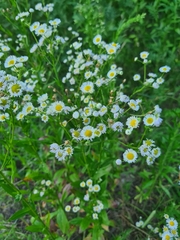 Phalacroloma